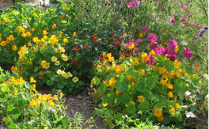 Jardinería ecológica